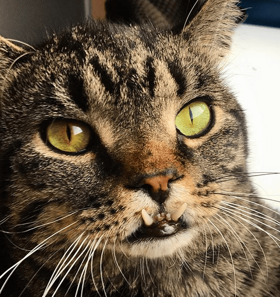 Meet The Adorable Cat With An Underbite And Scoliosis Who Makes His Mom ...