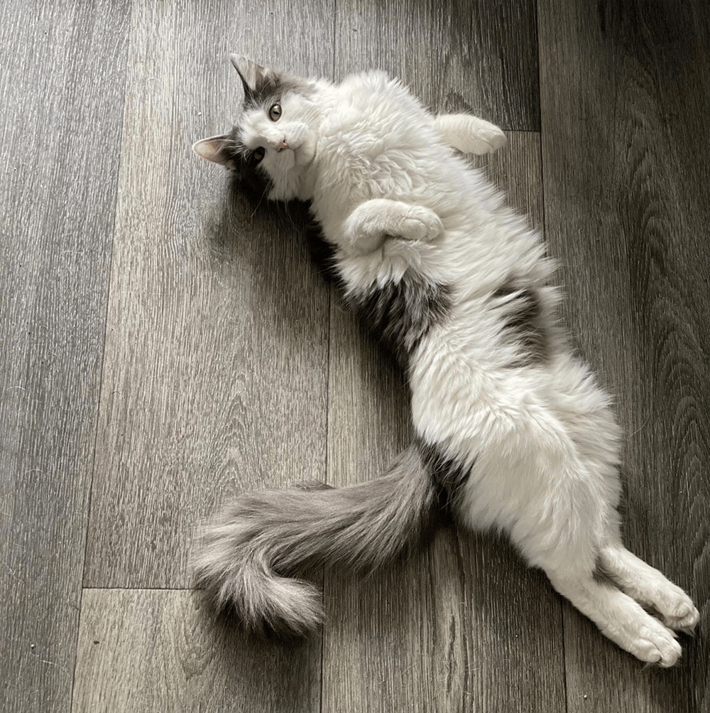 Meet The Beautiful Cat With Radial Hypoplasia Who Loves Helping His Mom ...