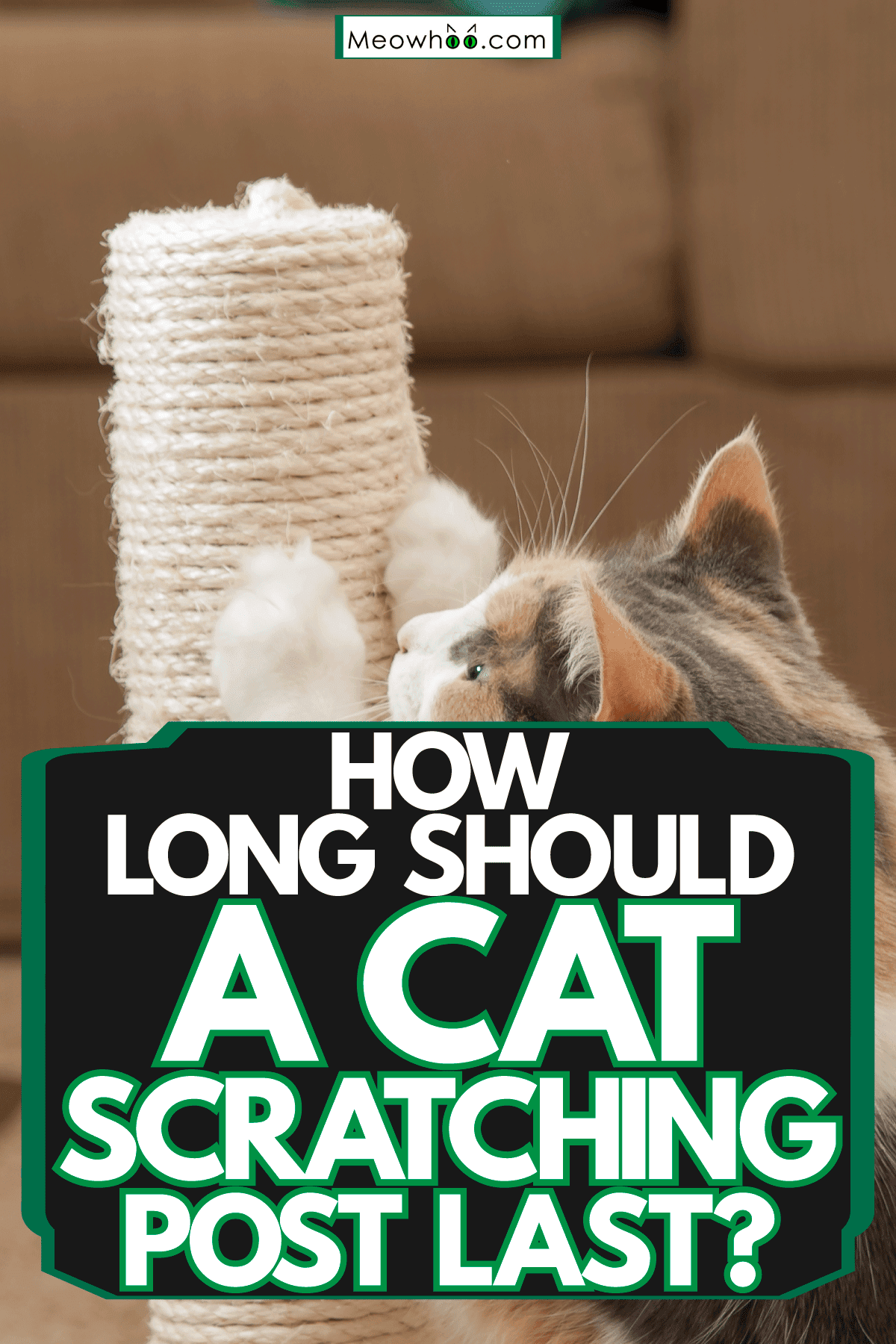How long should a cat scratching post last?