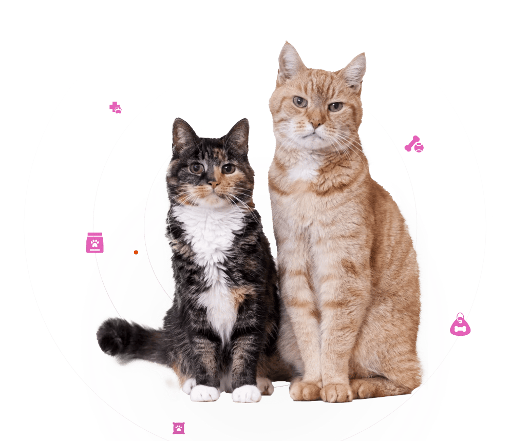 Two cats, hero image