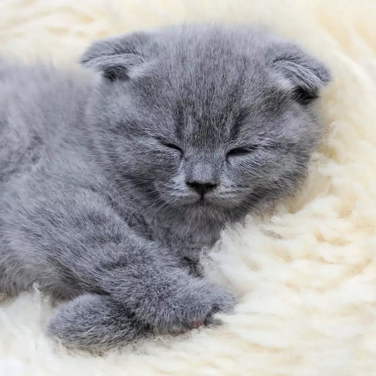 Top kittens for sale at meowoff kittens for sale in chicago