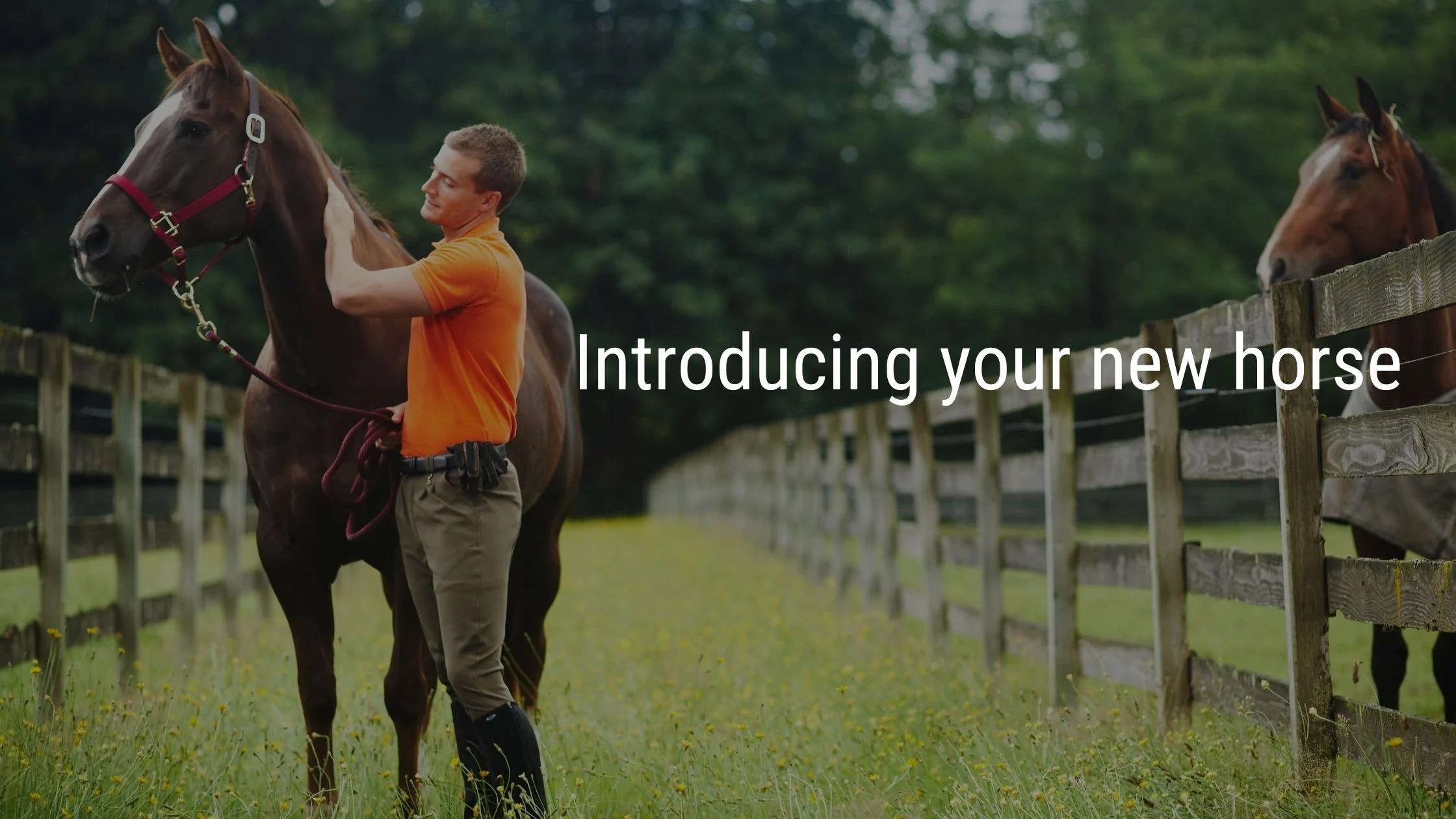 Introducing your new horse MEP