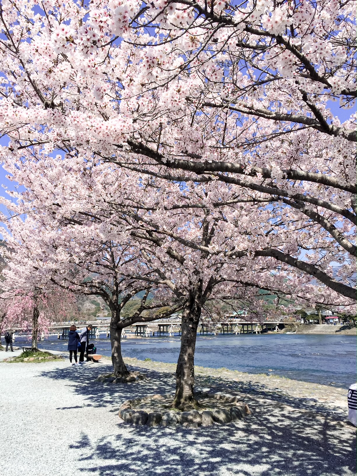 How to see the cherry blossoms in Japan - Mercedes Constantine