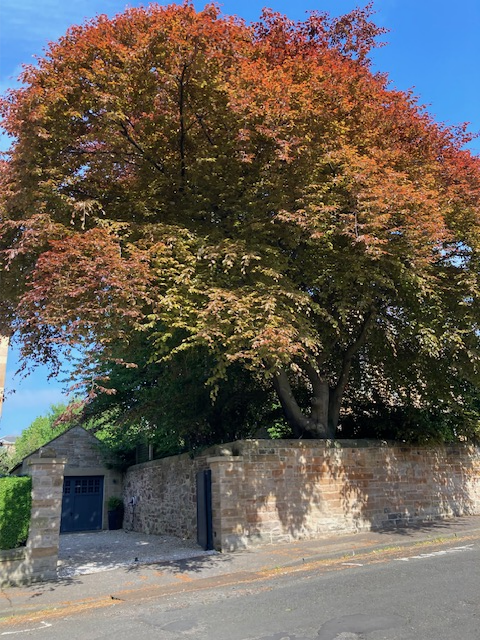 Illustration of a large local tree in autumnal colours