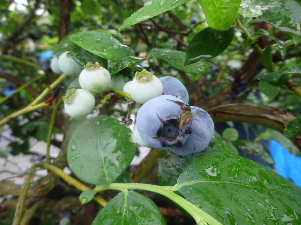 雨に弱いサザンハイブッシュ