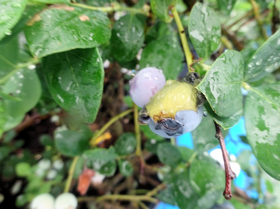 雨に弱いサザンハイブッシュ