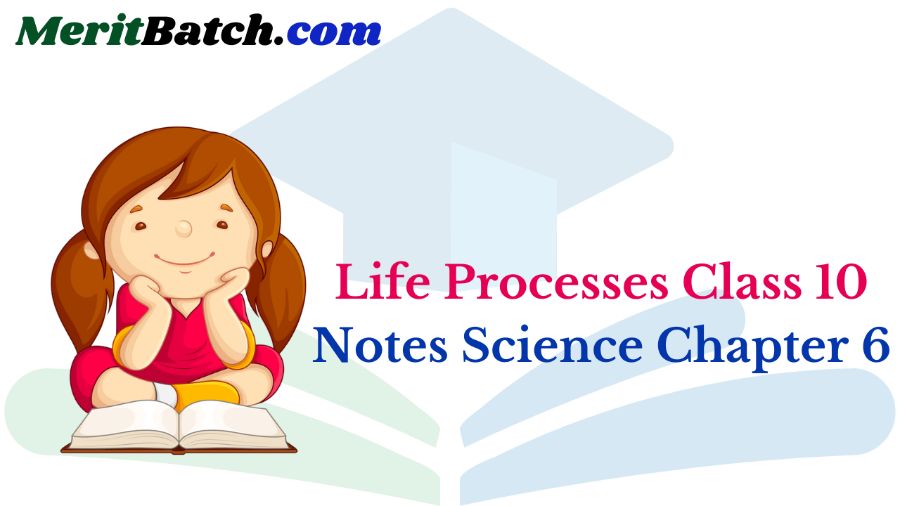Life Processes Class 10 Notes Science Chapter 6