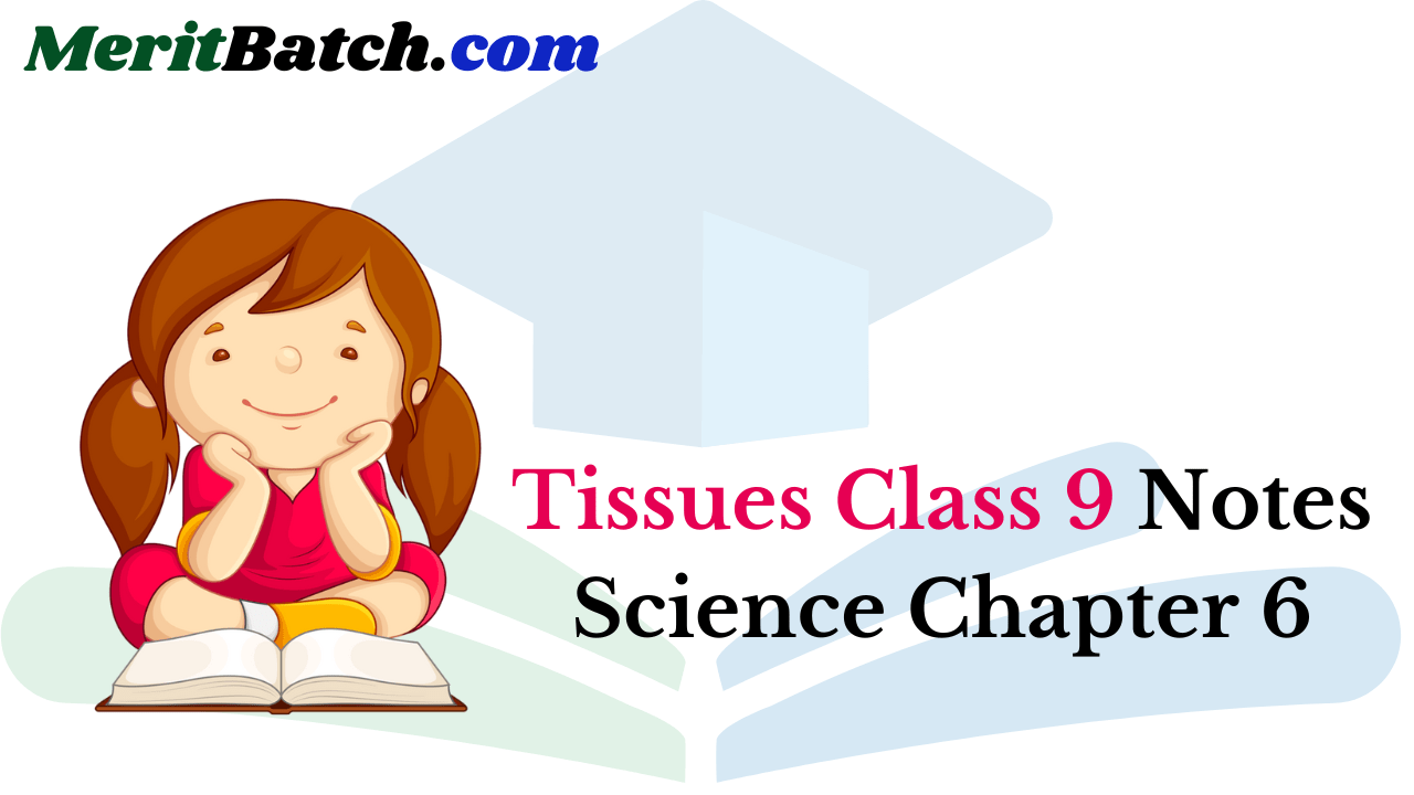 Tissues Class 9 Notes Science Chapter 6