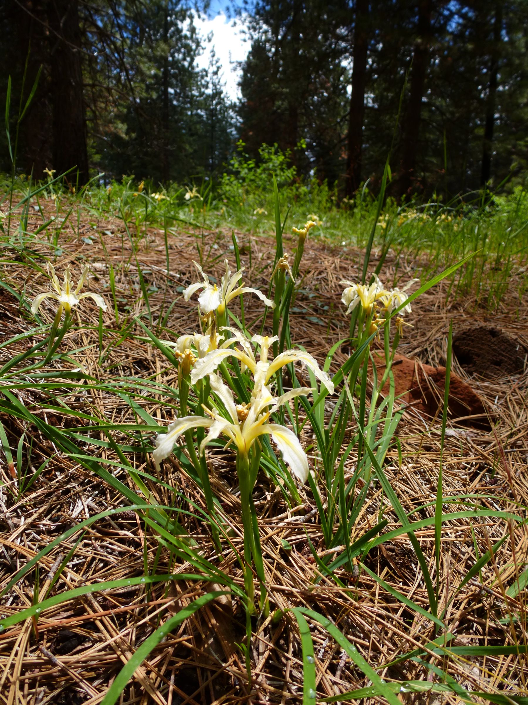 The local OHV park