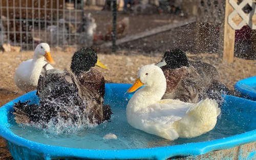 Ducks splashing in their kiddie pools at Merry Meadows Farm