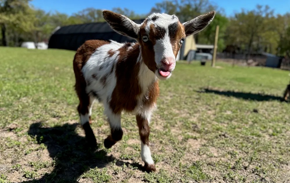 Baby Nigerian dwarf tricolored goat at Merry Meadows Farm