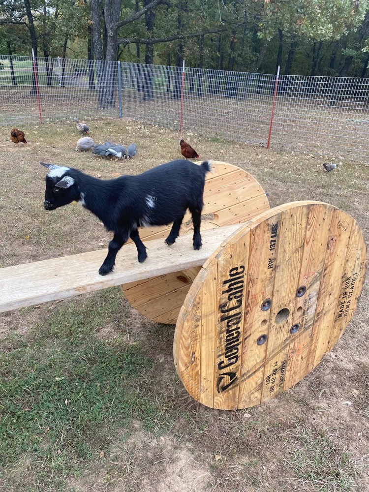 Nigerian Dwarf goat at Merry Meadows