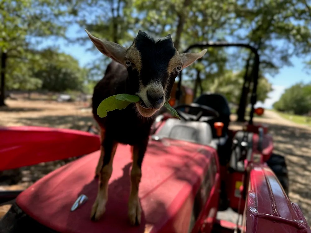 Nigerian Dwarf goat at Merry Meadows