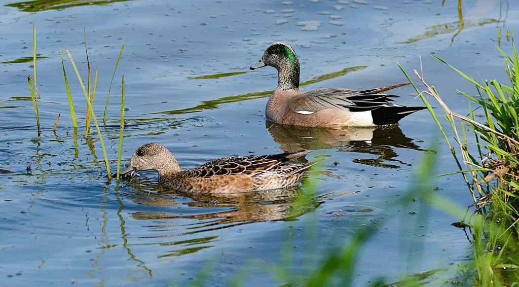 canard d'Amérique, couple