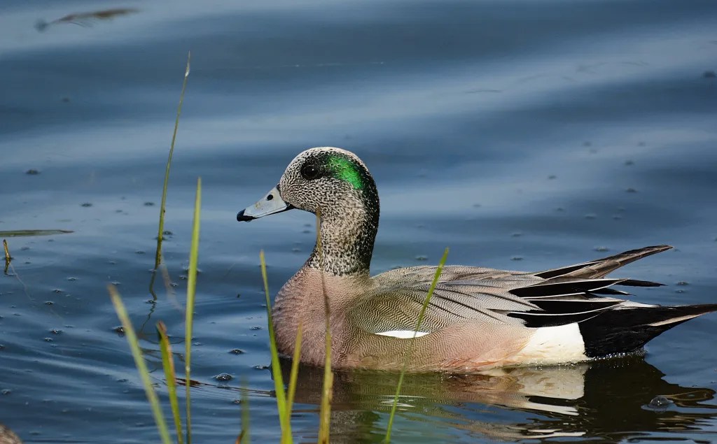 canard d'Amérique