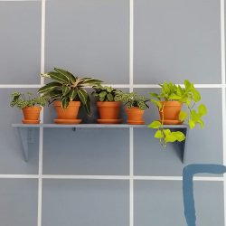 A shelf on a blue-grid wall with five plants sitting in terracotta pots. on the bottom left a right angle is painted in dark blue.