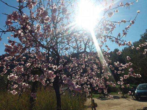 Almendros OA a