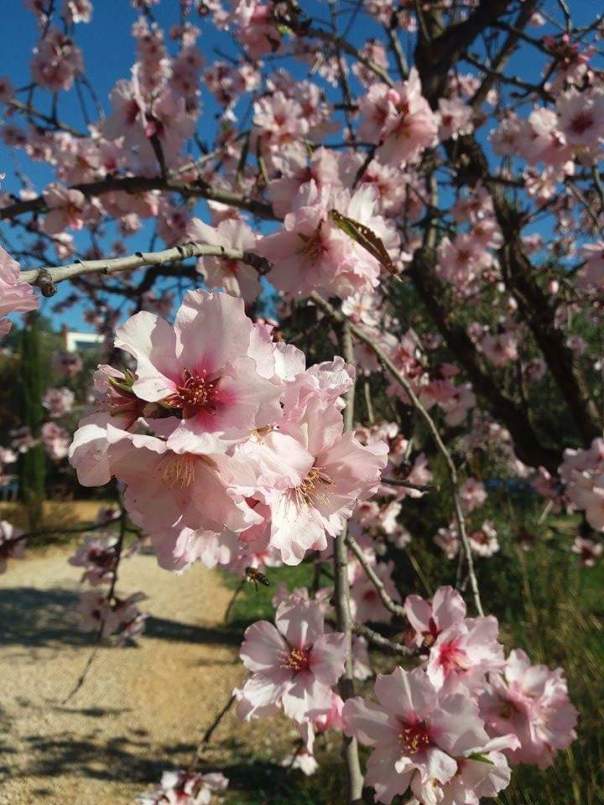 Almendros OA b