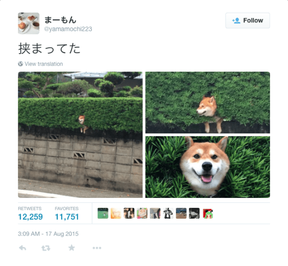Japanese Shiba Inu Dog Gets Stuck In A Bush Is Totally Fine