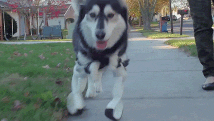3D Systems print new legs for Derby the Dog allowing him ...