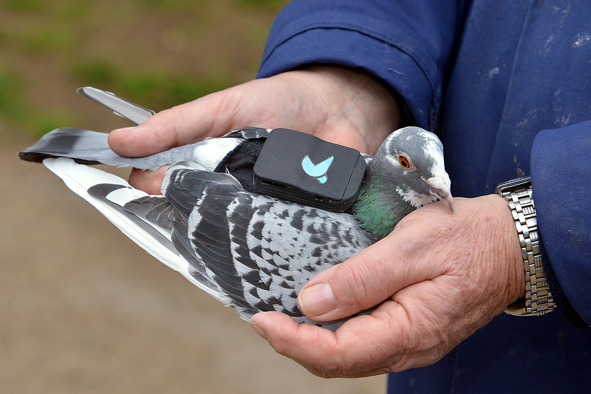 Pigeon Air Patrol: Birds with backpacks monitor London's air pollution ...