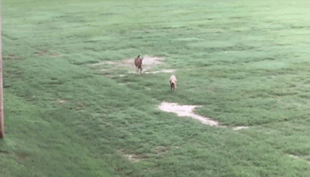 Deer Running Away Gif