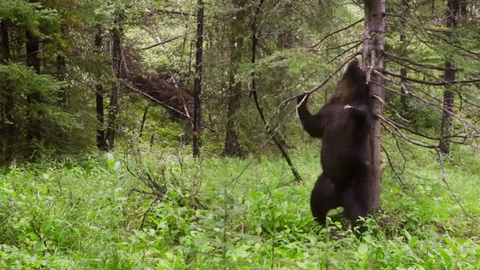 pole-dancing-bear-3.gif
