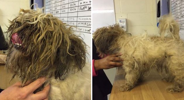 This neglected dog from Braunstone, Leicestershire, with badly matted