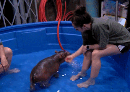 Premature Baby Hippo Called Fiona Gets A Bigger Paddling - 