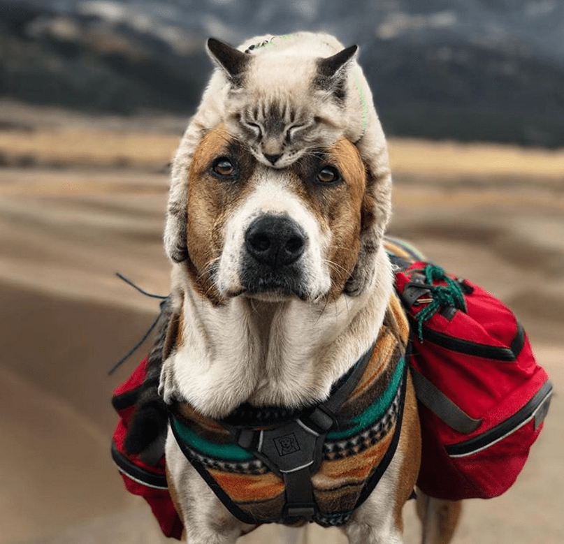 Cat and dog love travelling together and their photo are absolutely