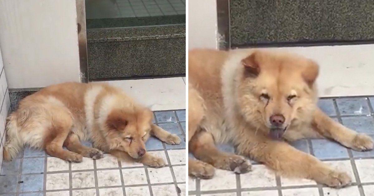Loyal dog waits at train station every day for his owner to come home ...