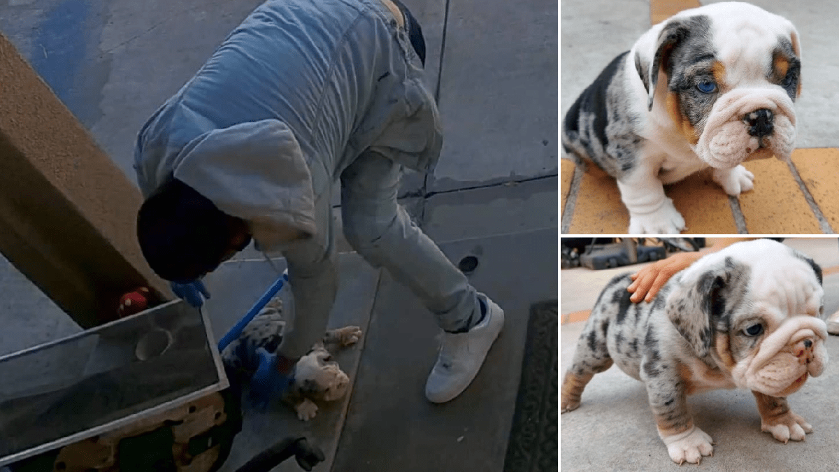 english bulldog pups stolen after owner tried selling them craigslist metro news on craigslist michigan pets for sale by owner