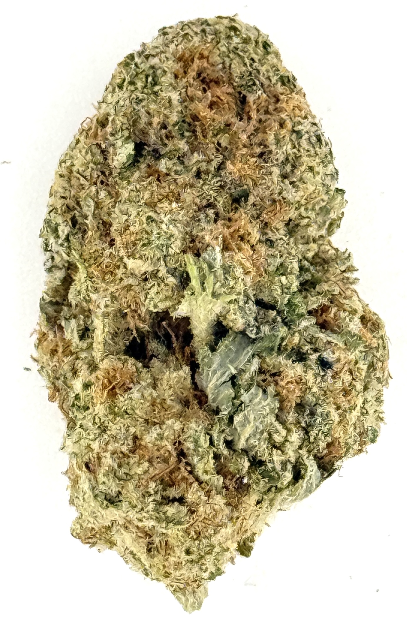 MetroBud Jungle Cake