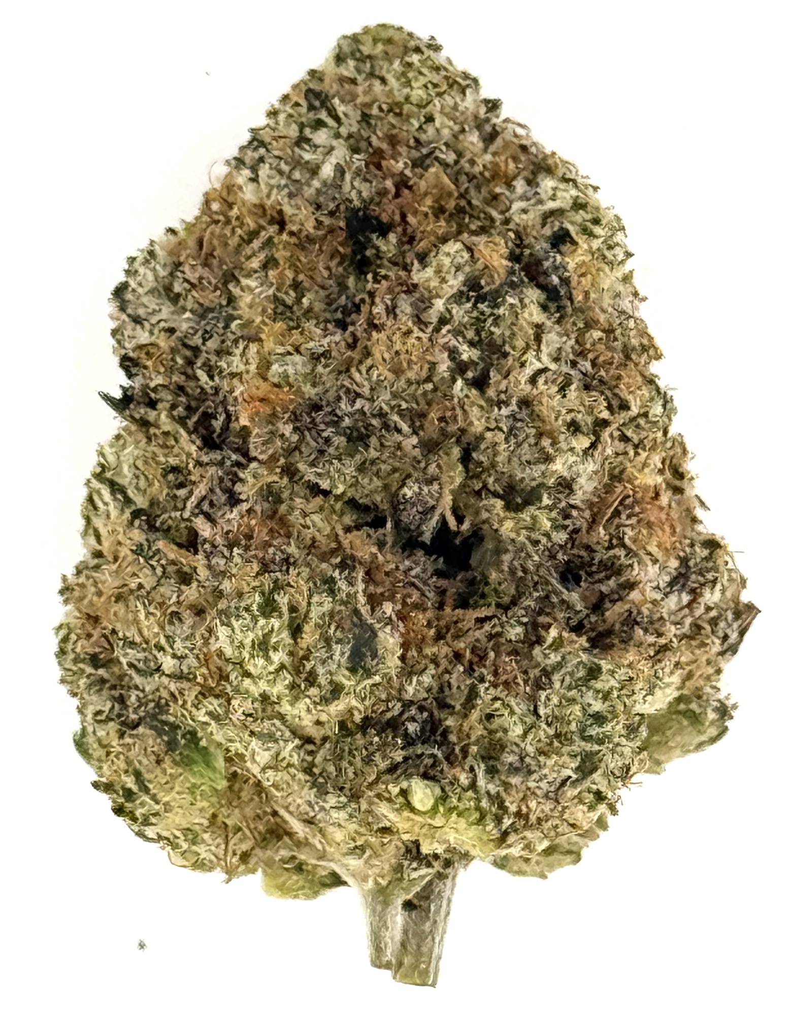 MetroBud Blue Gumbo