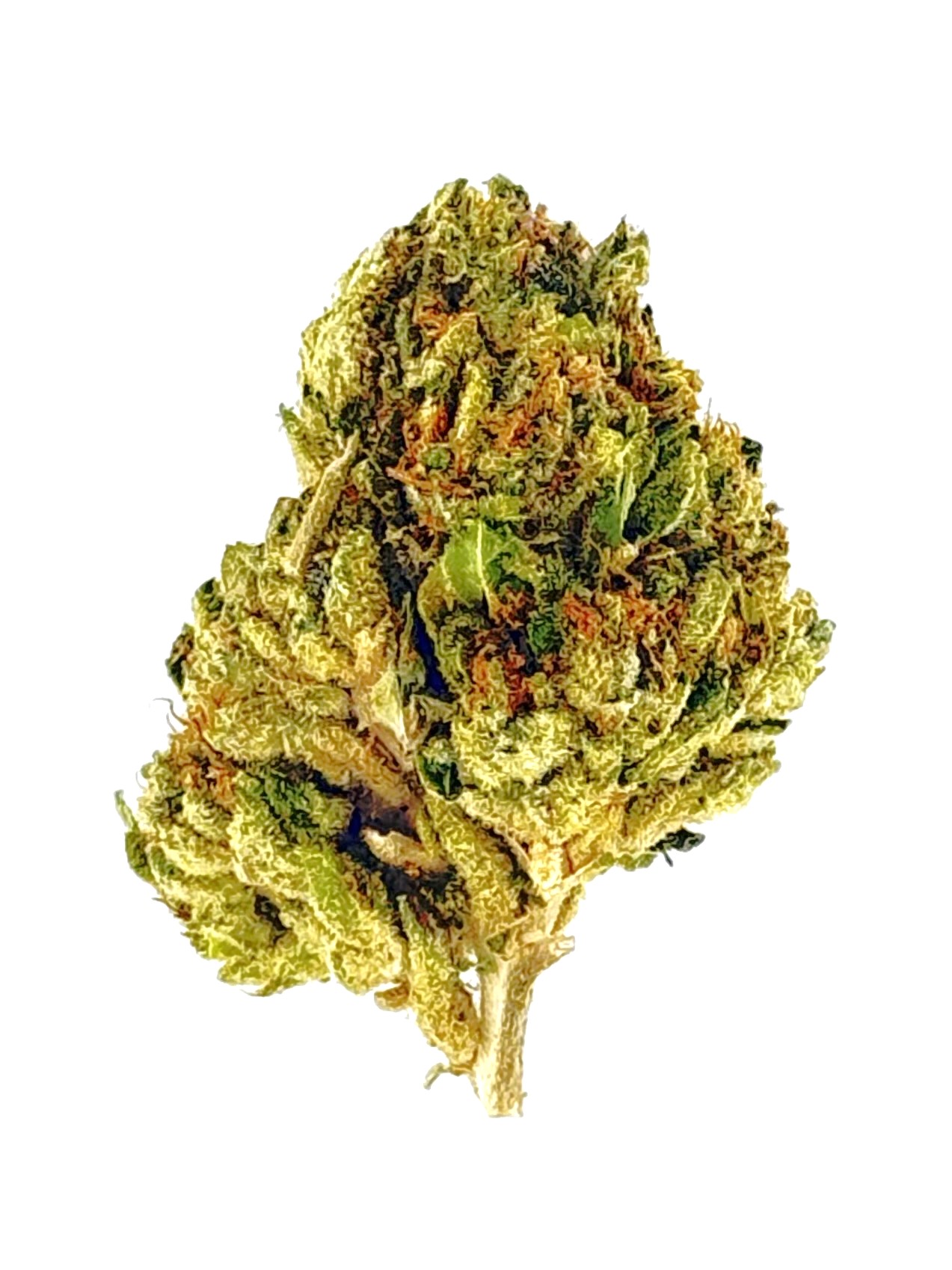 MetroBud Creamsicle