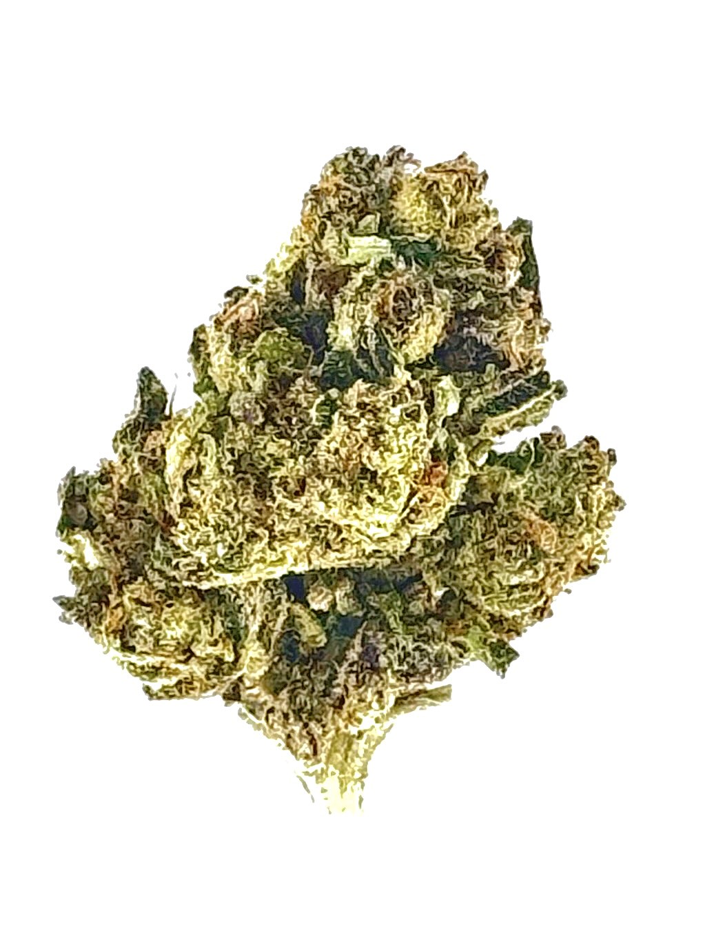MetroBud g45