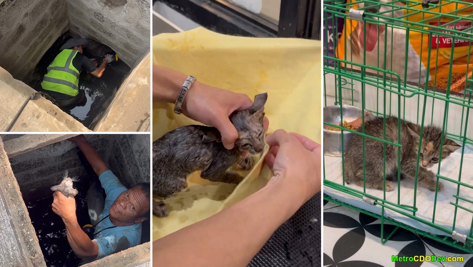 VIDEO WATCH: Limketkai Center rescues homeless kitten trapped deep inside underground drainage - PROGRESS WATCH: Metro Cagayan de Oro and Northern Mindanao