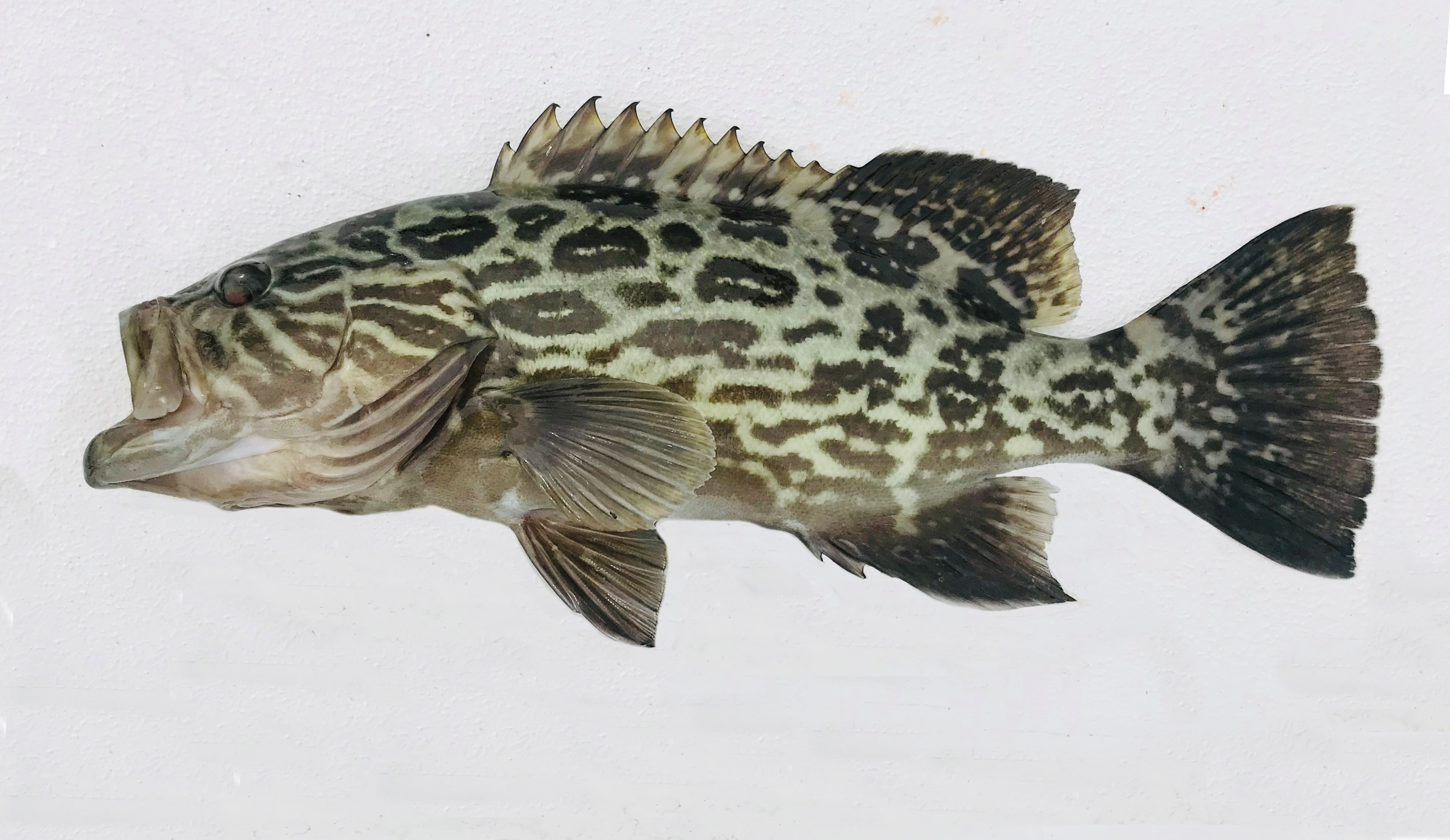 Broomtail Grouper | Mexican Fish.com