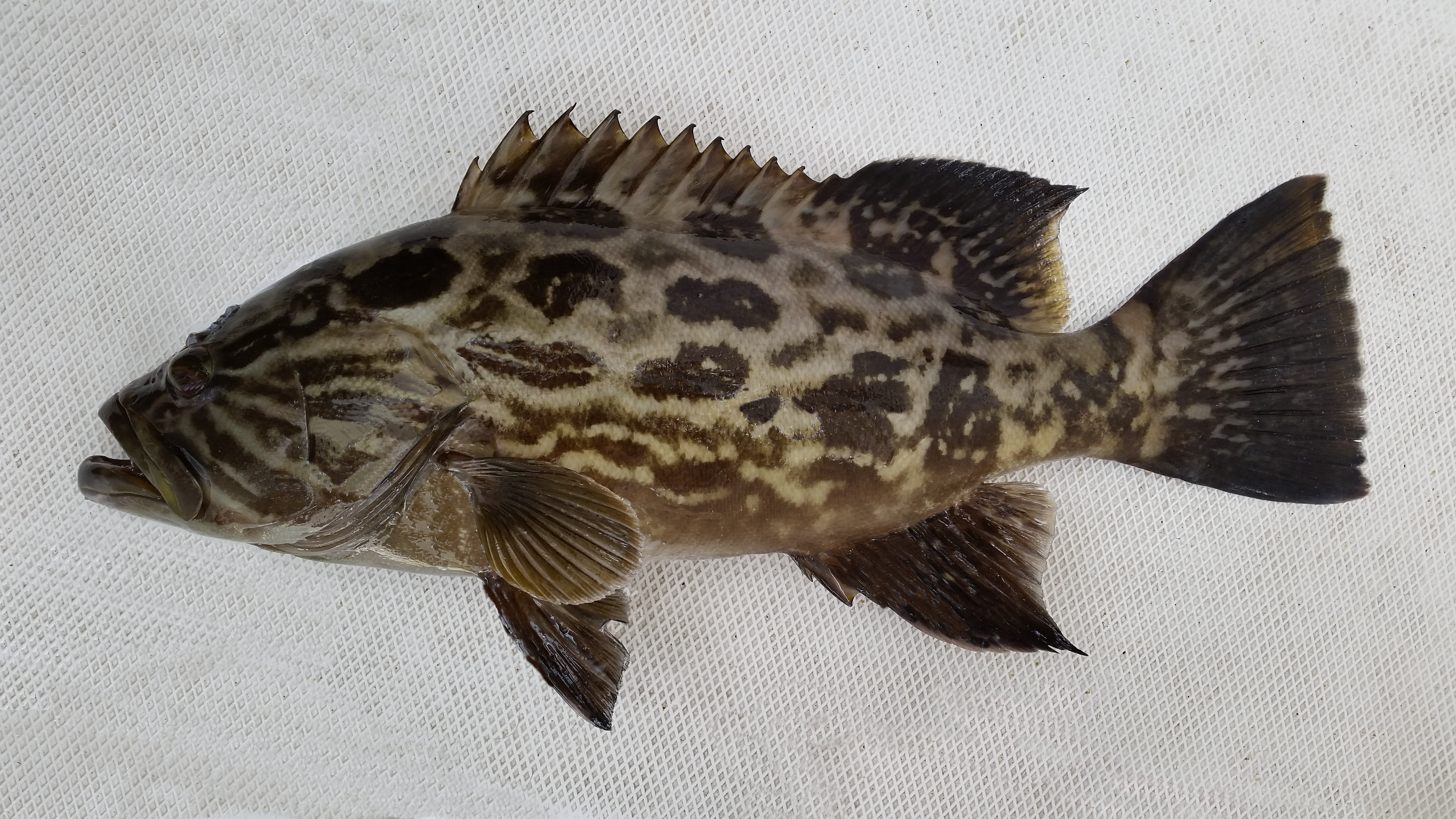 Broomtail Grouper | Mexican Fish.com