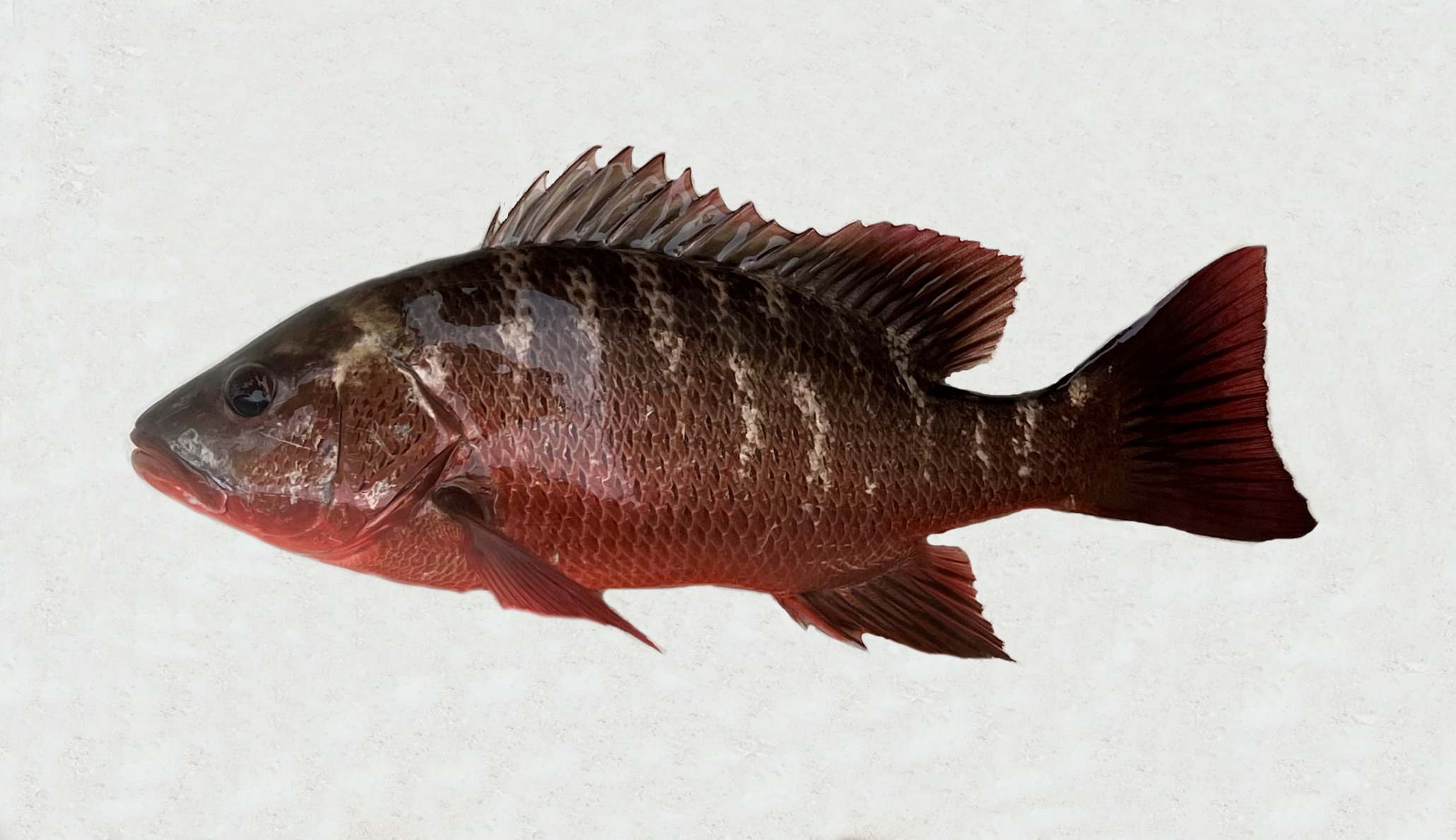 F073-Colorado-Snapper-11.jpg?