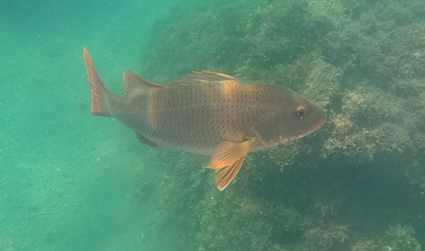 Colorado Snapper | Mexican Fish.com