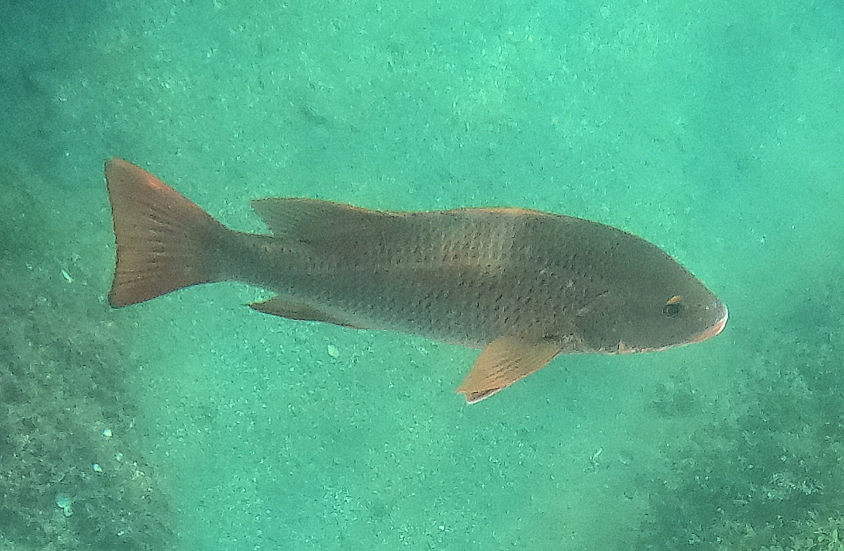 Colorado Snapper | Mexican Fish.com