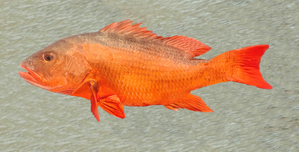 Colorado Snapper | Mexican Fish.com