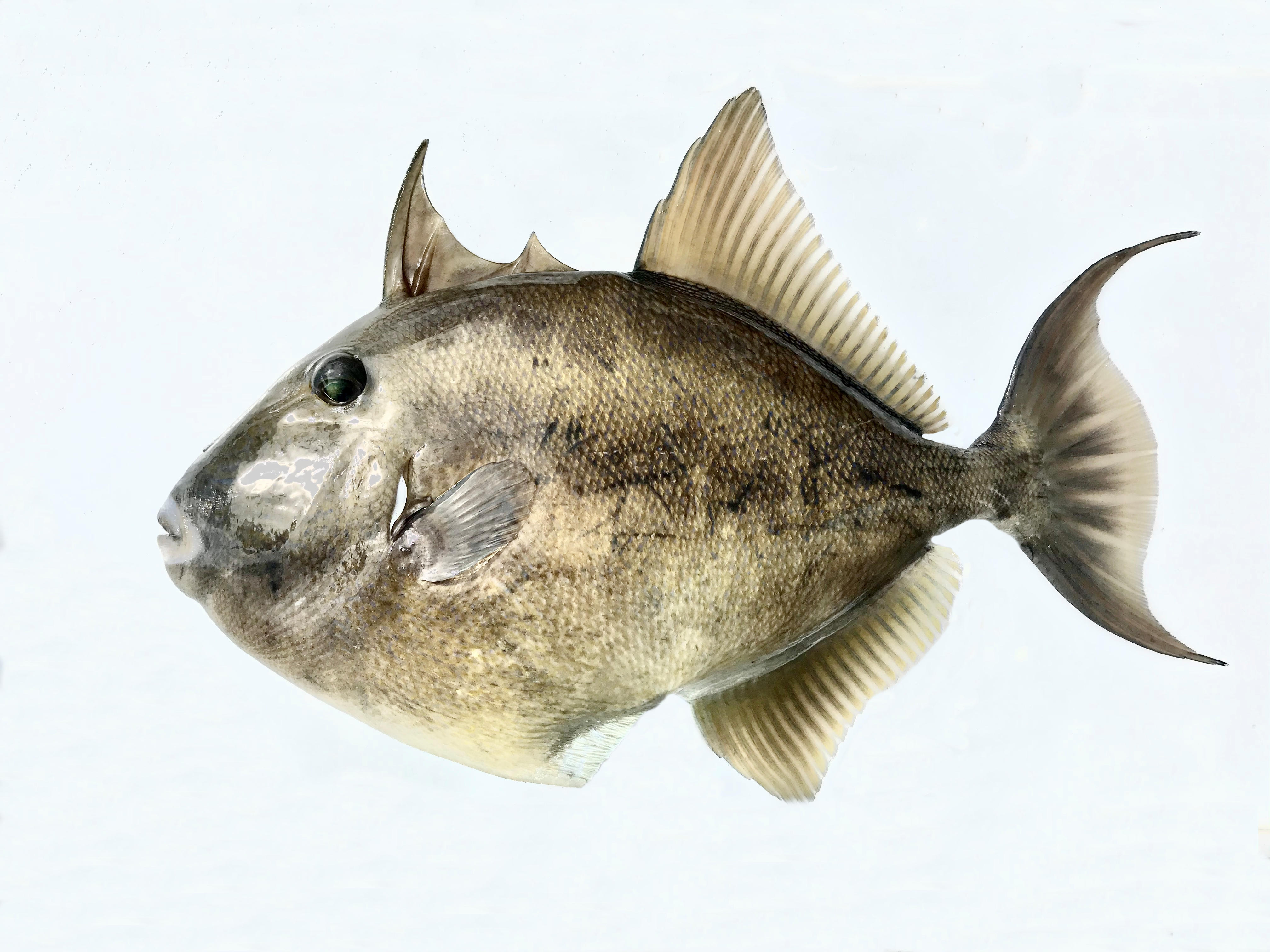 Finescale Triggerfish | Mexican Fish.com