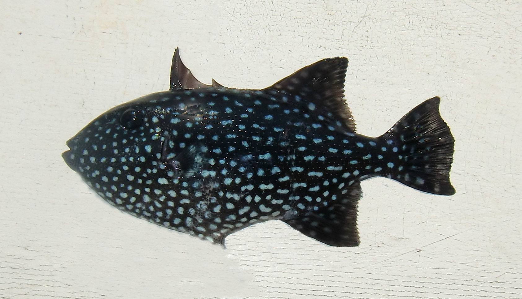 Rough Triggerfish | Mexican Fish.com