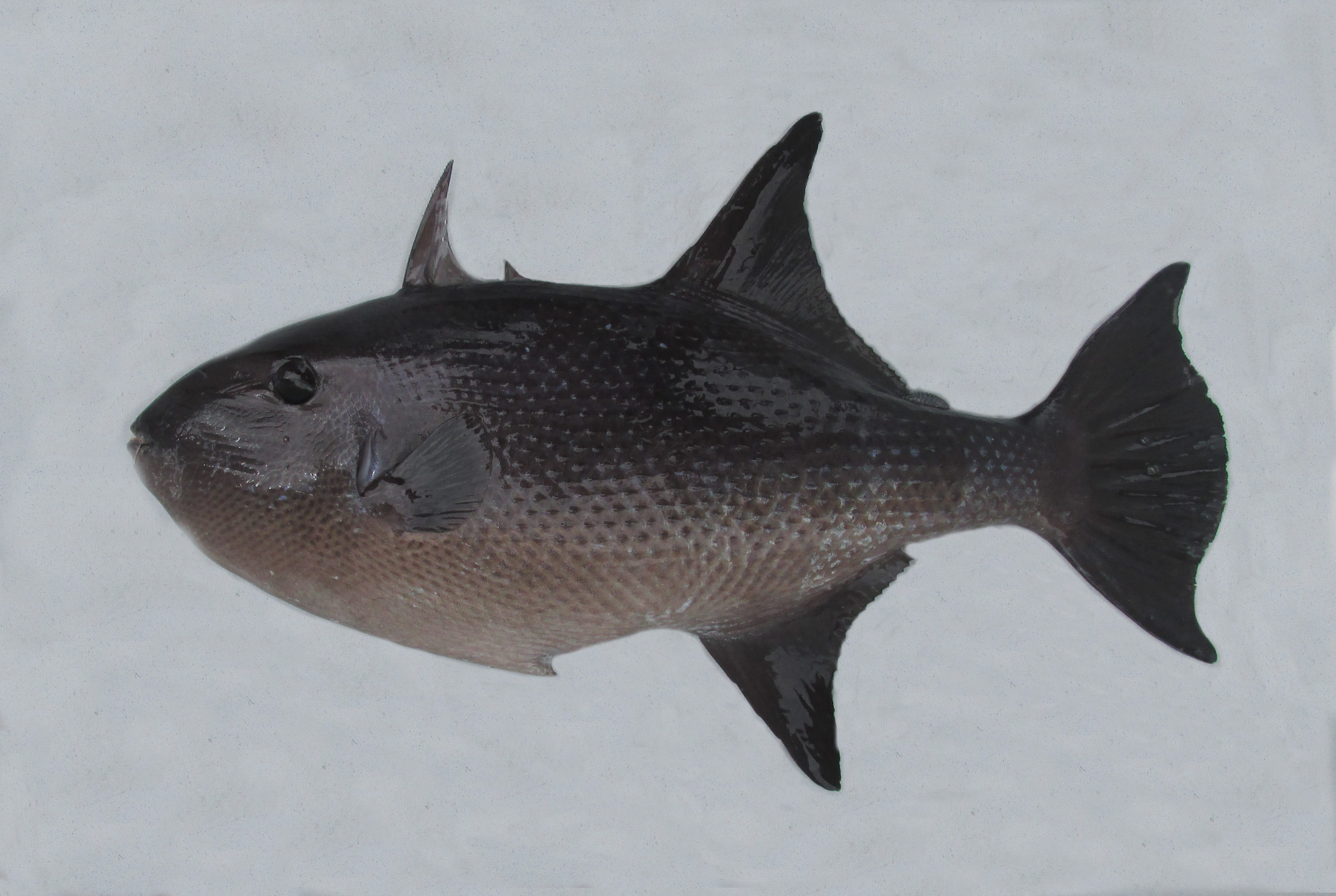 Rough Triggerfish | Mexican Fish.com