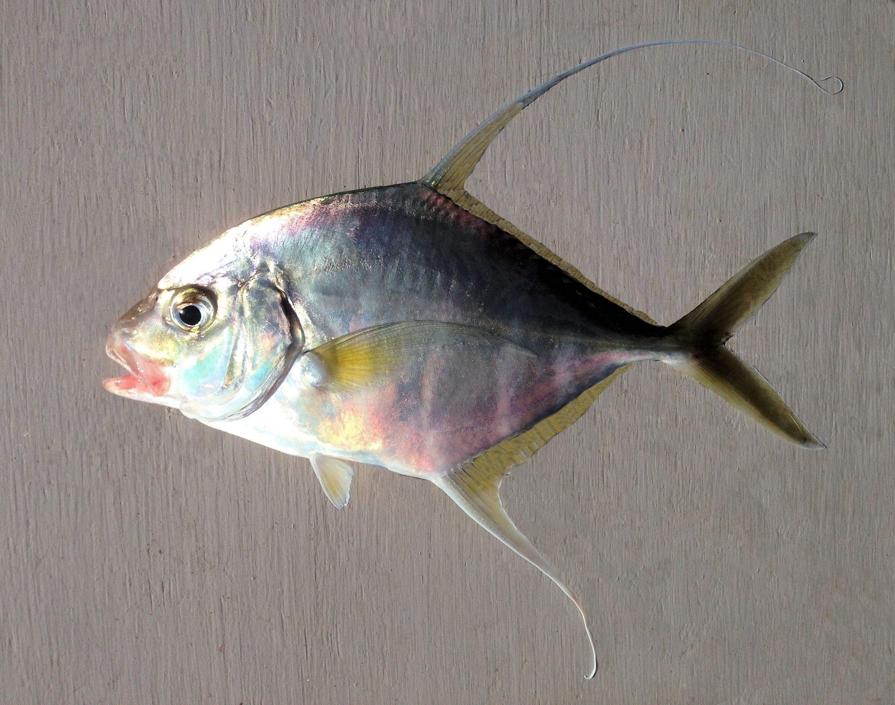 Threadfin Jack Mexican