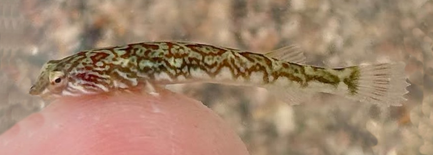Zebra Clingfish | Mexican Fish.com