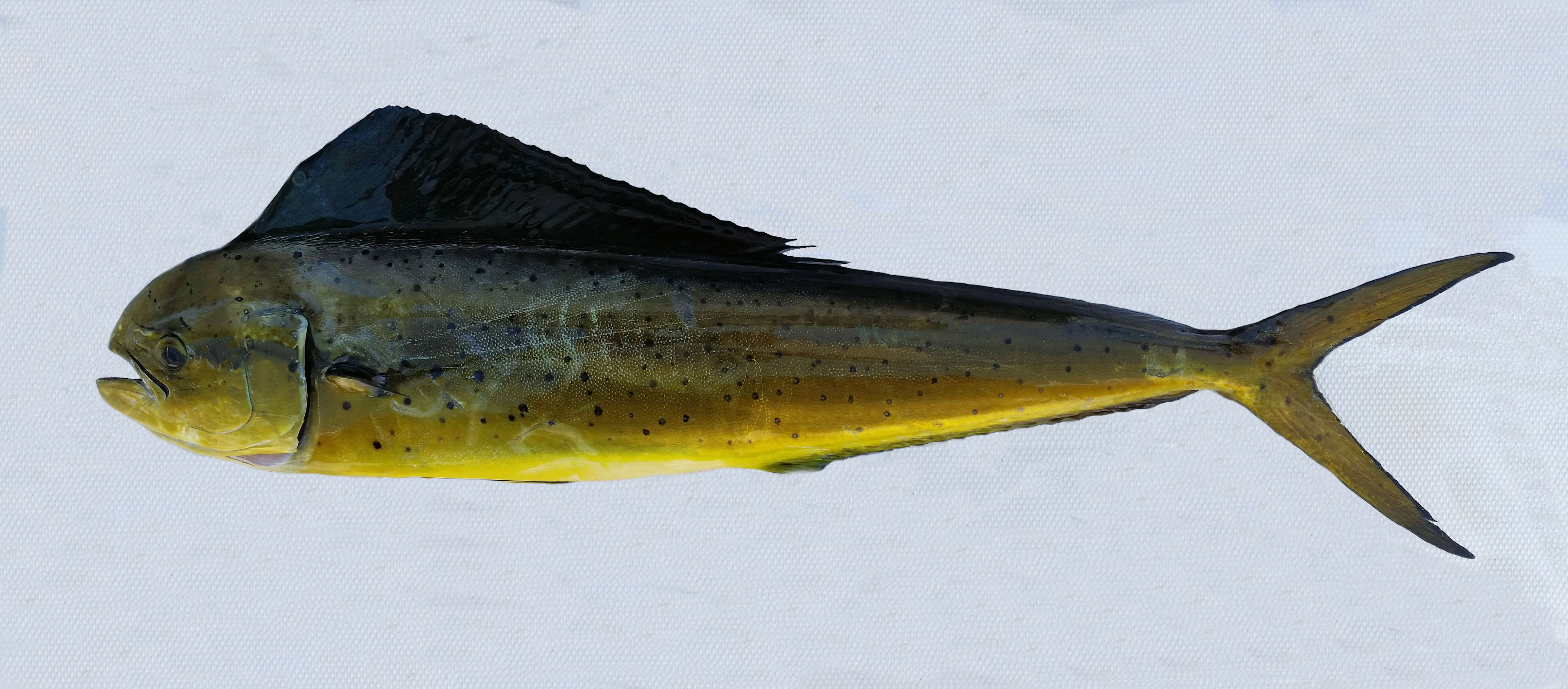 Dorado | Mexican Fish.com