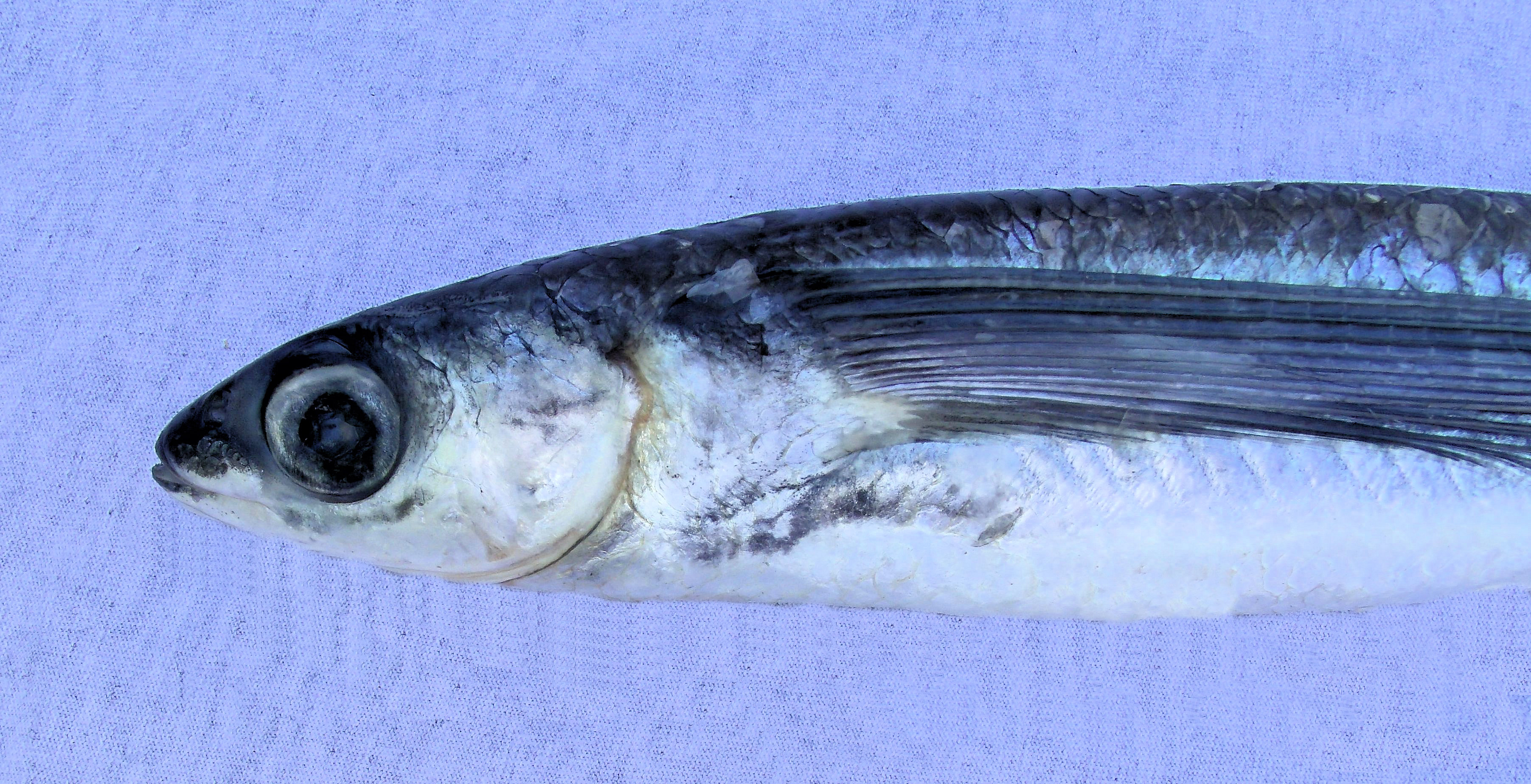 Smallhead Flyingfish | Mexican Fish.com
